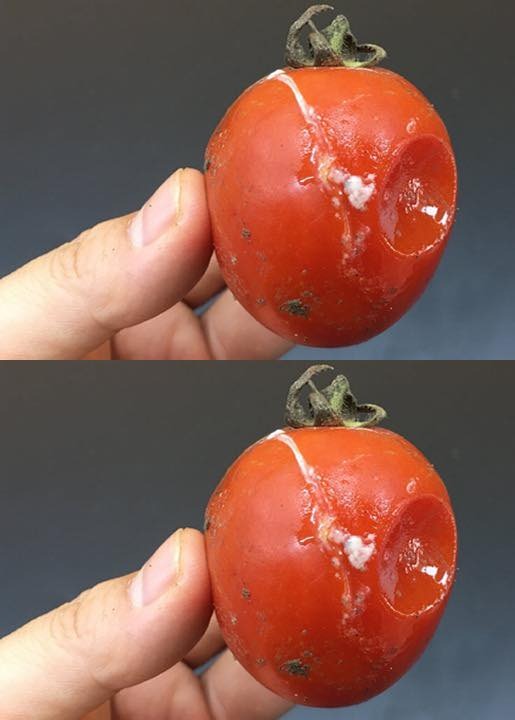 Don’t Throw Away Rotten Tomatoes: The More Rotten, the More Valuable