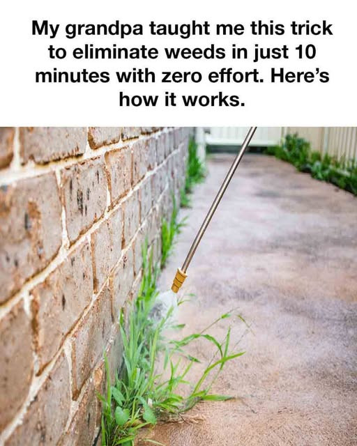 The 10-Minute Weed Elimination Trick Your Grandpa Knew