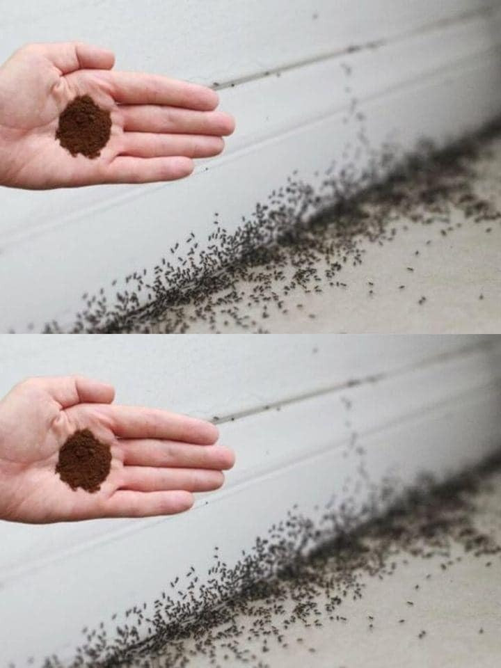 In order to get rid of ants, you may use coffee grounds.
