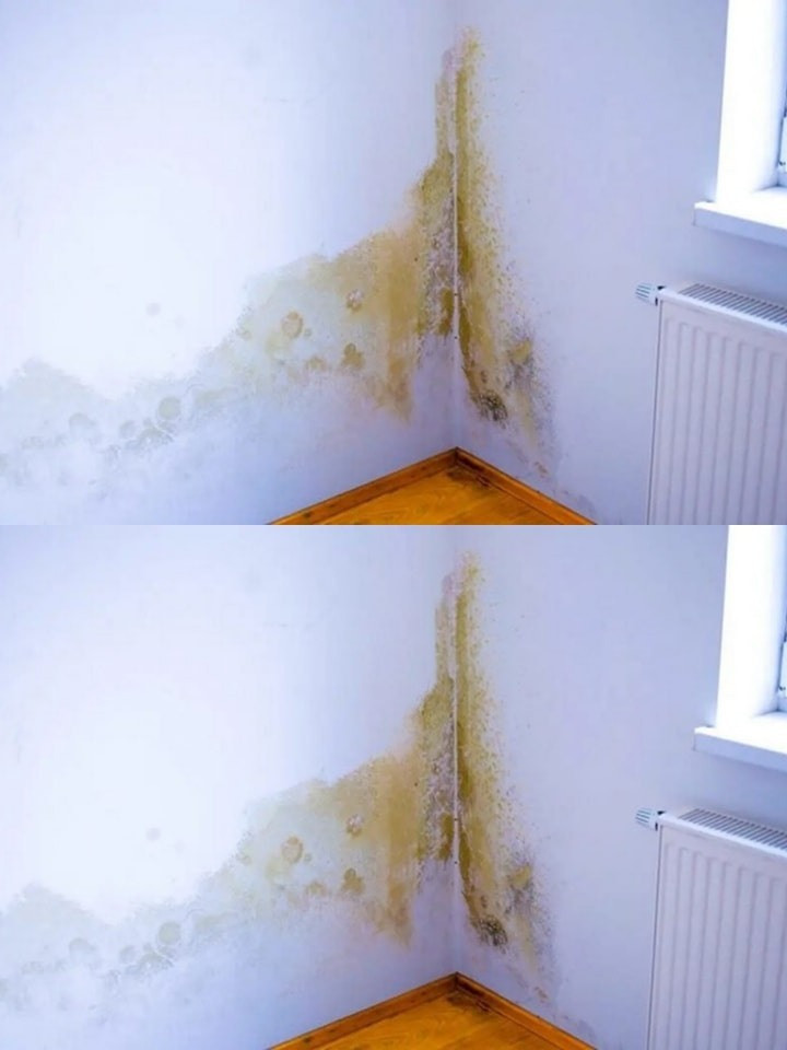 How to Remove and Prevent Mold from Your Home