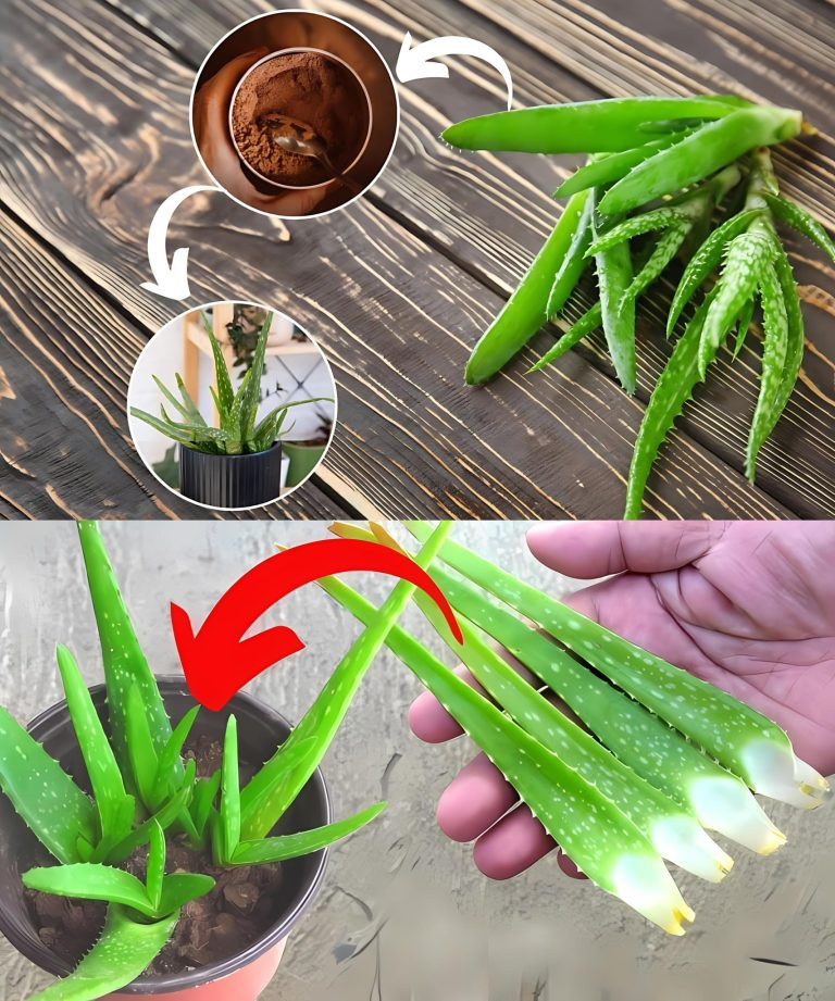 How to save a broken aloe? The popular spice will work right away