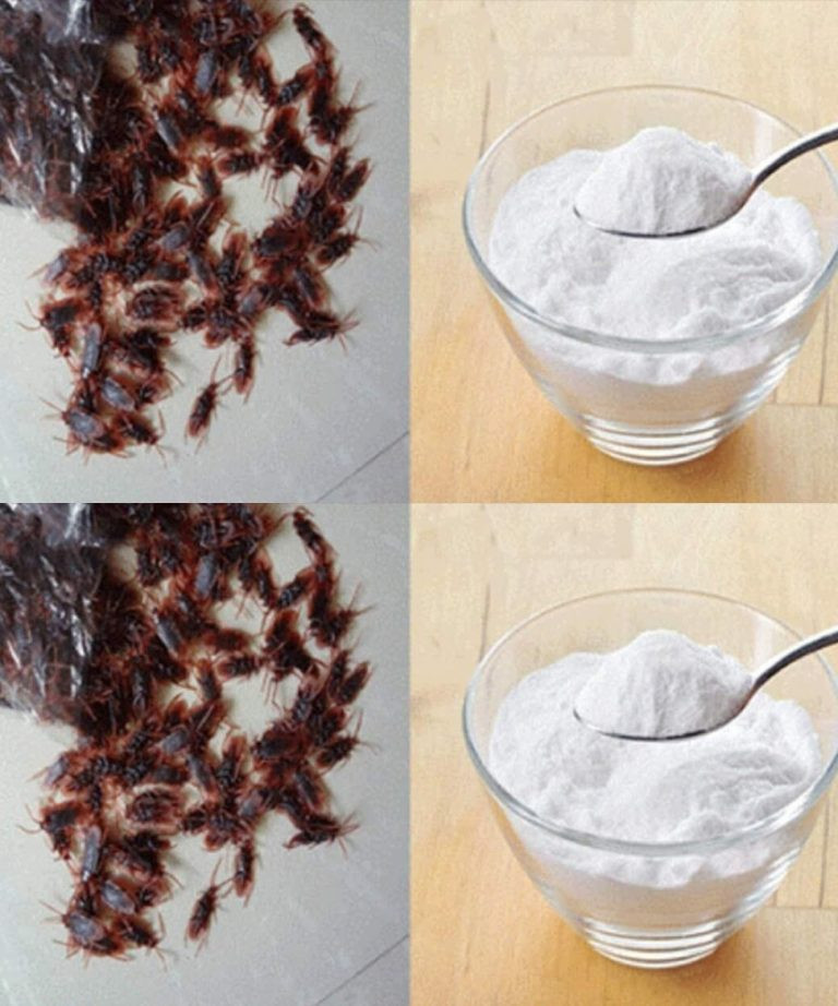 Cockroaches will disappear from your house thanks to this ingredient you have in the refrigerator
