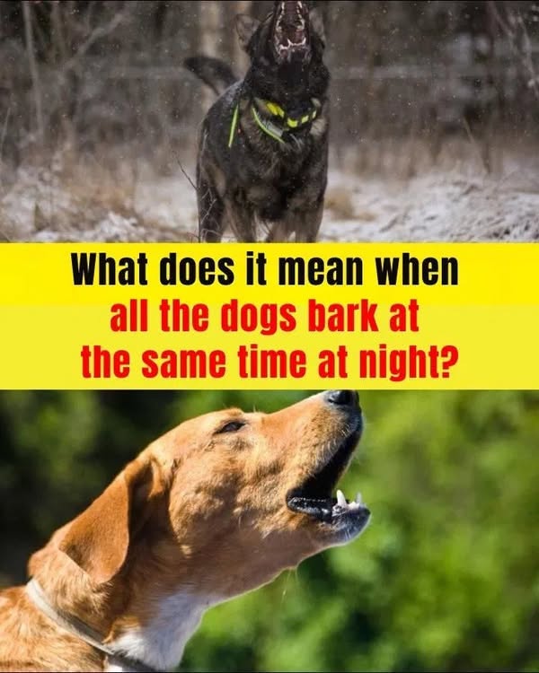 When You Hear Many Dogs Barking at the Same Time at Night, This Will Happen