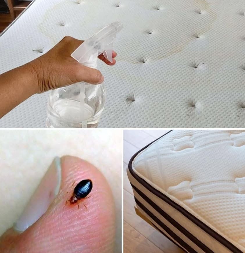 How to Quickly Eliminate Bed Bugs, Cockroaches and Other Insects in Your Home