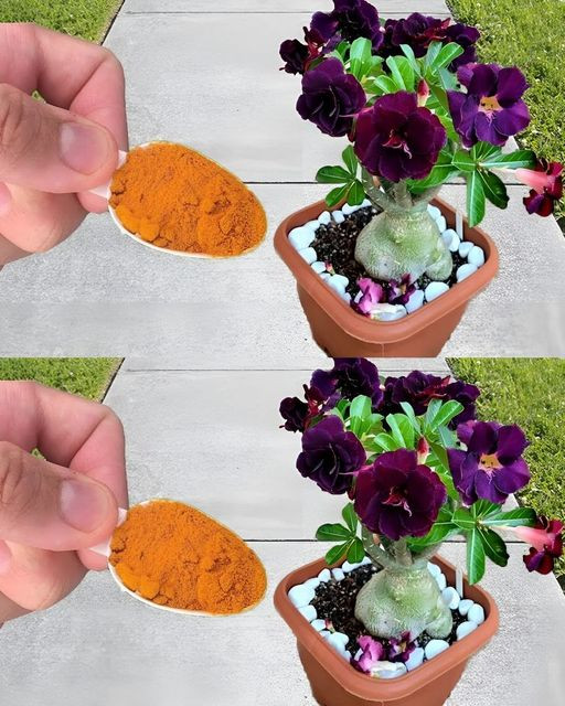 How to Use Cinnamon in Your Garden for Healthier Plants