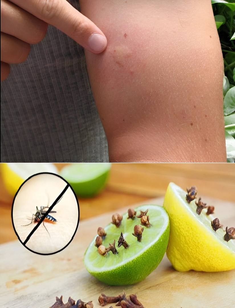 The Infallible Trap to Eliminate Houseflies – You Won’t See Any More