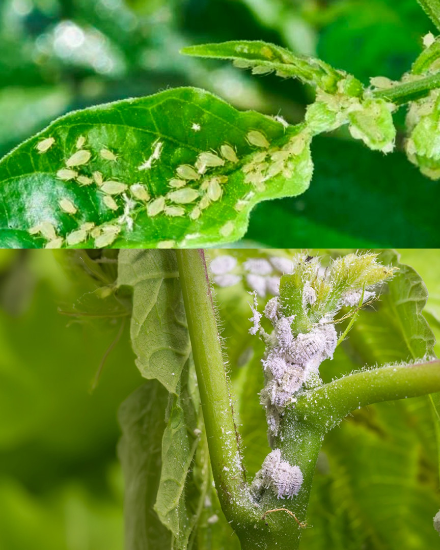 Plant Lice: 6 Natural Remedies to Eliminate Them