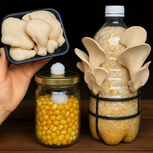 How to Grow Mushrooms from Grocery Store Purchases