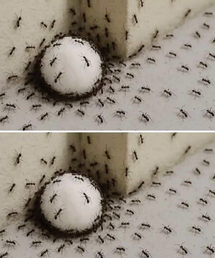 Ants in the house: 7 foolproof tips to eliminate them and never see them again