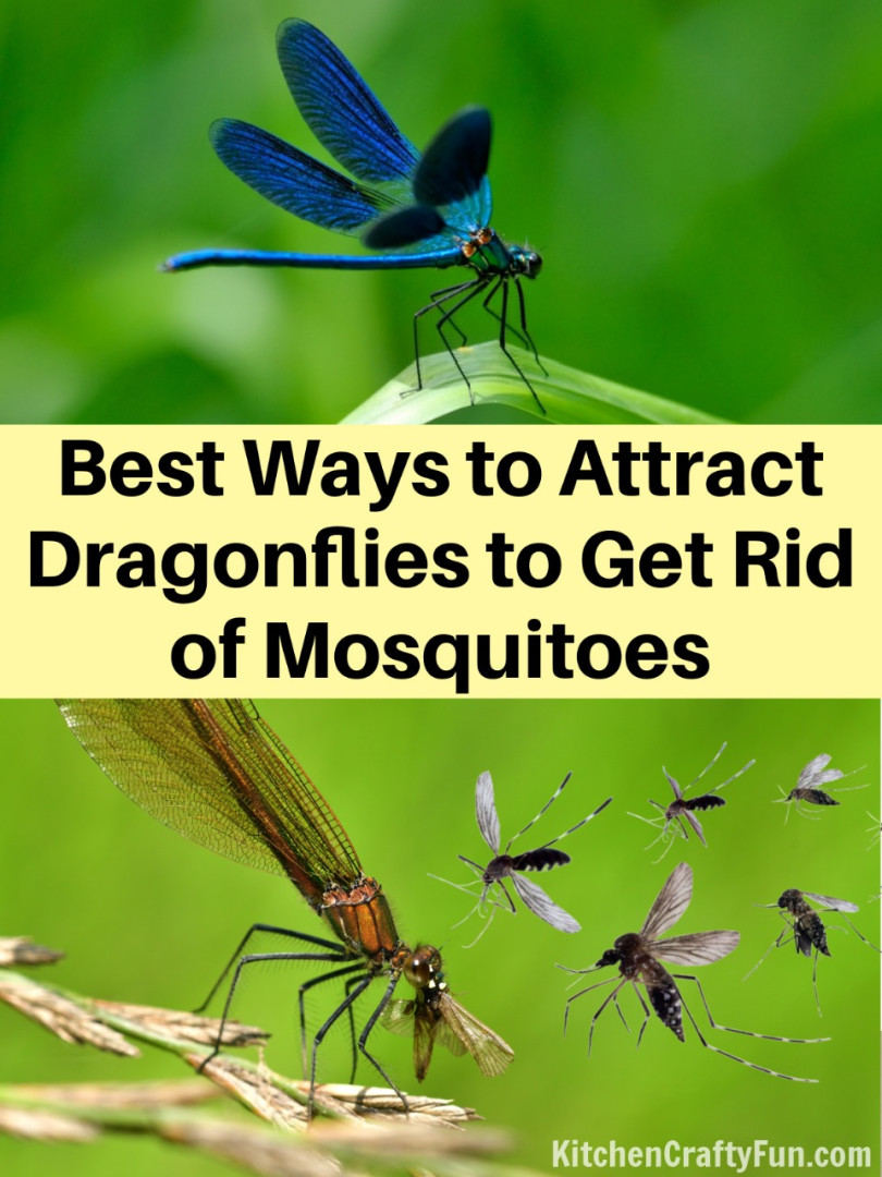 How to Attract Dragonflies to Get Rid of Mosquitoes