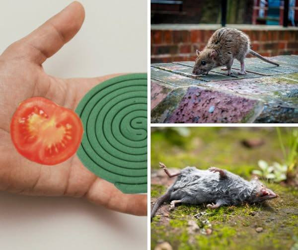 Homemade Mouse Repellent Spray