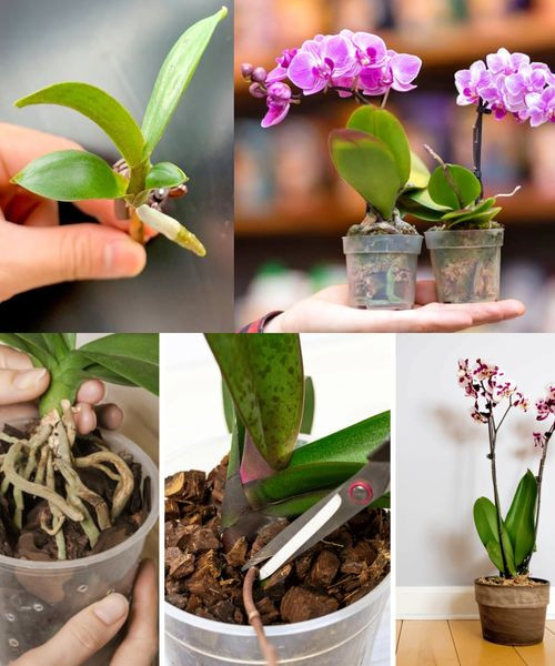 How to propagate orchids so you don’t have to buy them anymore