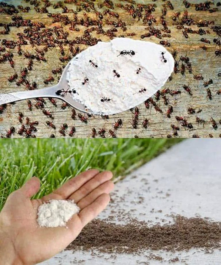 Apply this and get rid of ants: never see these insects in your house or garden again